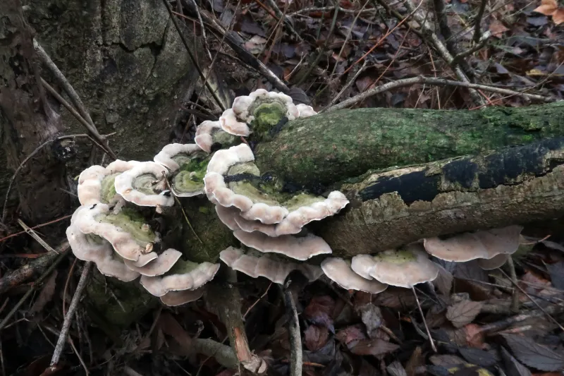 Cerrena unicolor 1 - IMG_6087